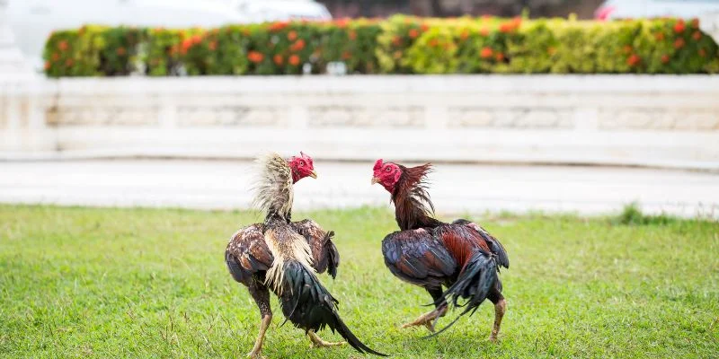 Vài thông tin về đá gà cựa tròn
